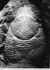 Historisches Foto von Galatheites aiola n. sp. (Robins, Feldmann, Schweitzer & Bonde, 2016) (NHMW-AFW-GEO-BACHMAYER-FOTO-1990-0041-0486)